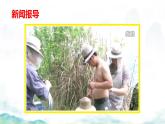 初中生物人教版八年级上册第三节 社会行为 课件