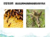 初中生物人教版八年级上册第三节 社会行为 课件