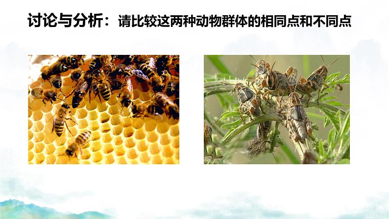 初中生物人教版八年级上册第三节 社会行为 课件03