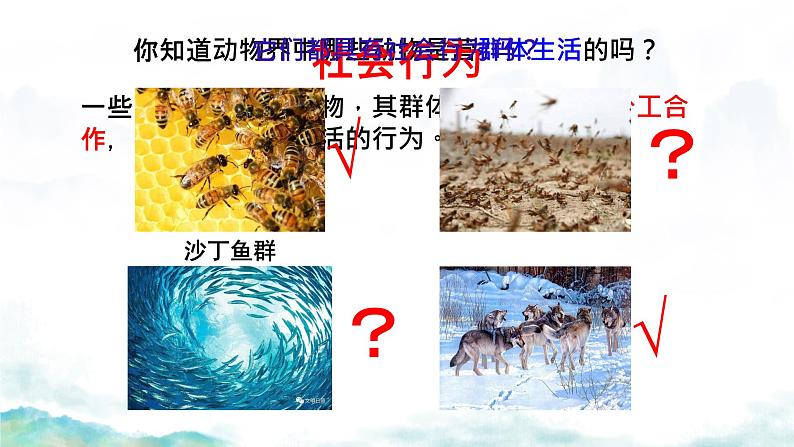 初中生物人教版八年级上册第三节 社会行为 课件04