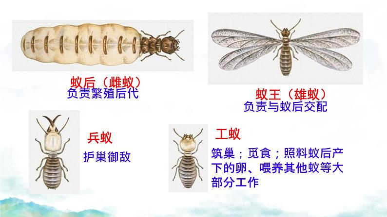 初中生物人教版八年级上册第三节 社会行为 课件06