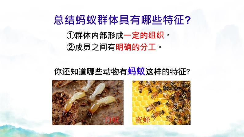 初中生物人教版八年级上册第三节 社会行为 课件07