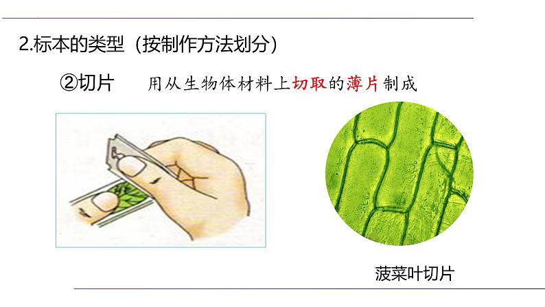 （人教版2024）七年级生物上册1.2.2《植物细胞》课件05