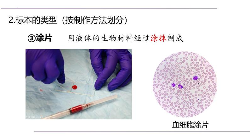 （人教版2024）七年级生物上册1.2.2《植物细胞》课件06