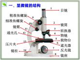 （人教版2024）七年级生物上册1.2.1《学习使用显微镜》课件