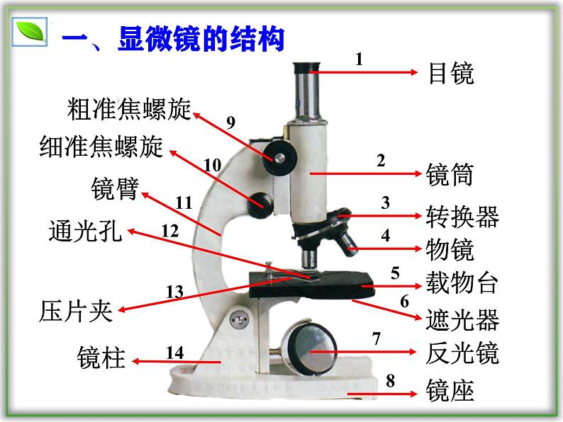 （人教版2024）七年级生物上册1.2.1《学习使用显微镜》课件04