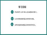 （人教版2024）七年级生物上册1.2.3《动物细胞》课件