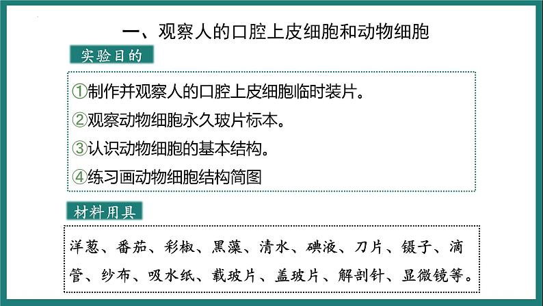 （人教版2024）七年级生物上册1.2.3《动物细胞》课件06