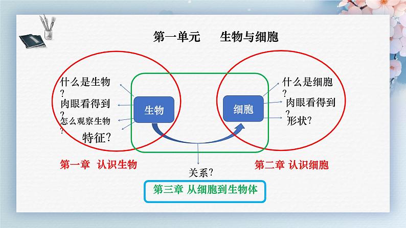 （人教版2024）七年级生物上册1.3.3《植物体的结构层次》课件01