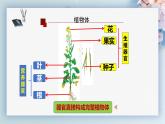 （人教版2024）七年级生物上册1.3.3《植物体的结构层次》课件