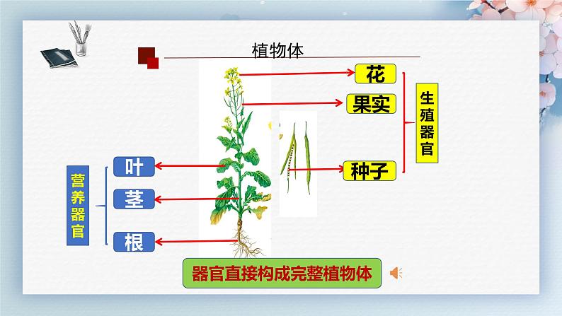 （人教版2024）七年级生物上册1.3.3《植物体的结构层次》课件04