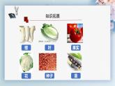 （人教版2024）七年级生物上册1.3.3《植物体的结构层次》课件