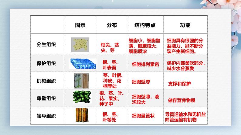 （人教版2024）七年级生物上册1.3.3《植物体的结构层次》课件07