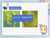 （人教版2024）七年级生物上册1.3.4《单细胞生物》课件
