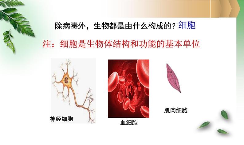 人教版生物七年级上册1.2.1《学习使用显微镜（实验室）》第一课时课件02