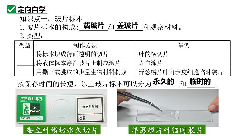 人教版生物七年级上册1.2.2《植物细胞》课件第4页