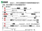 人教版生物七年级上册1.2.2《植物细胞》课件