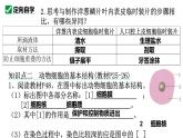 人教版生物七年级上册1.2.3《动物细胞》课件