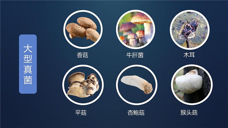 初中生物人教版八年级上册第三节 真菌 课件04