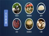 初中生物人教版八年级上册第三节 真菌 课件