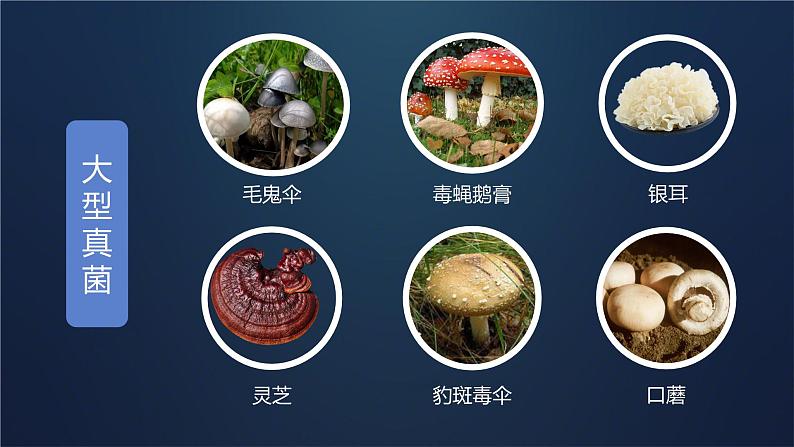 初中生物人教版八年级上册第三节 真菌 课件05