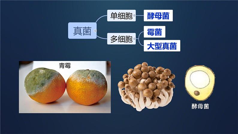 初中生物人教版八年级上册第三节 真菌 课件06