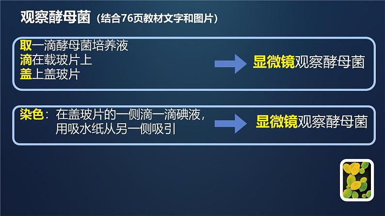 初中生物人教版八年级上册第三节 真菌 课件07