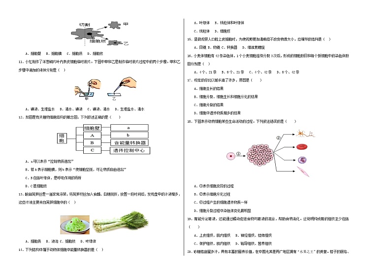 初中生物七年级上册第一次月考卷（苏教版2024，第一章和第二章第一节）-含答案解析02