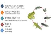 【核心素养】人教版生物七年级上册 1.3.2 动物体的结构层次（教学课件+教学设计+同步练习）
