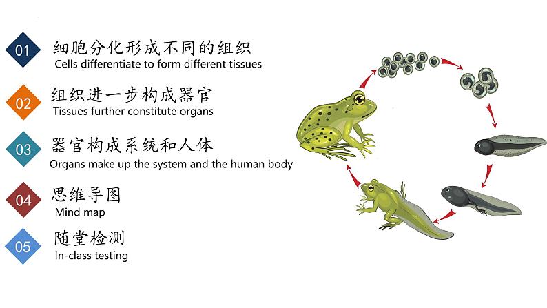 【核心素养】人教版生物七年级上册 1.3.2 动物体的结构层次（教学课件+教学设计+同步练习）02