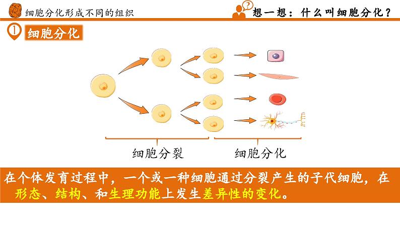 【核心素养】人教版生物七年级上册 1.3.2 动物体的结构层次（教学课件+教学设计+同步练习）07