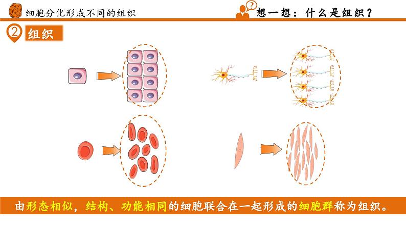 【核心素养】人教版生物七年级上册 1.3.2 动物体的结构层次（教学课件+教学设计+同步练习）08