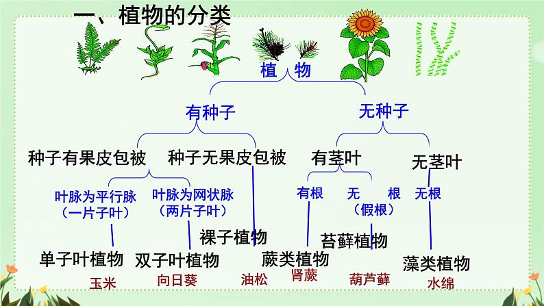 初中生物人教版八年级上册第一节 尝试对生物进行分类 课件04