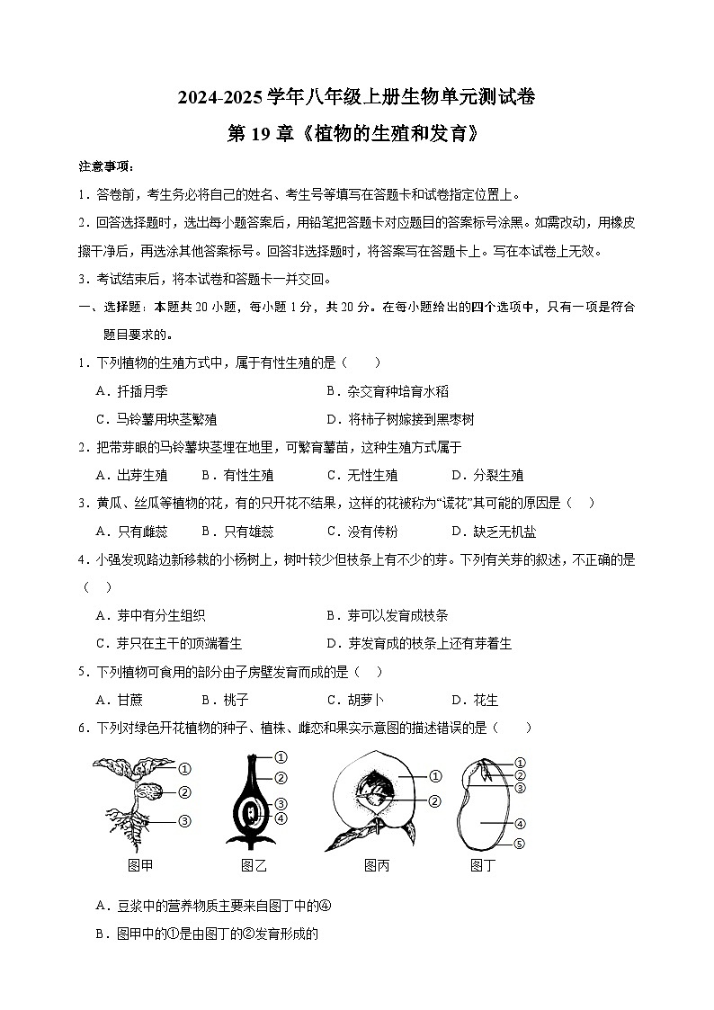 2024-2025学年八年级上册生物第19章《植物的生殖和发育》测试卷（苏科版）第1页