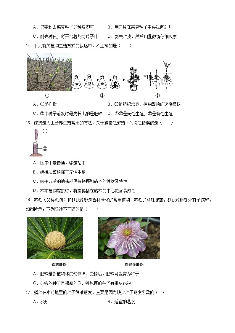 2024-2025学年八年级上册生物第19章《植物的生殖和发育》测试卷（苏科版）第3页