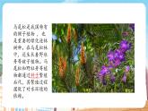 【新教材】苏教版生物七年级上册2.3.2种子植物 课件+导学案（含答案）