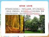 【新教材】苏教版生物七年级上册2.3.2种子植物 课件+导学案（含答案）