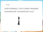 【新教材】苏教版生物七年级上册2.3.1 藻类和苔藓植物、蕨类植物 同步课件+同步学案（含答案）