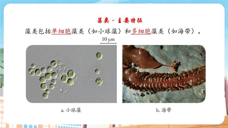 2.3.1 藻类和苔藓植物、蕨类植物（苏教版）第6页