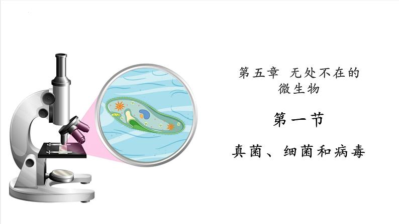 2.5.1 真菌、细菌和病毒（苏教版）第1页
