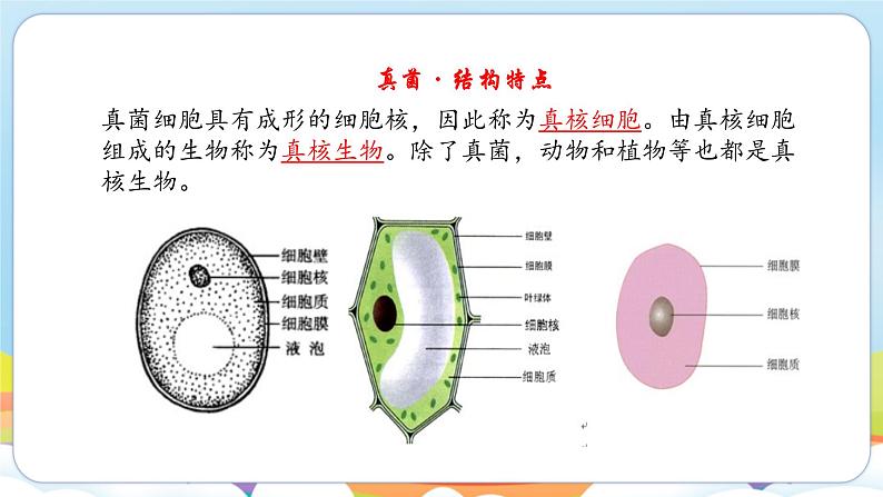 2.5.1 真菌、细菌和病毒（苏教版）第6页