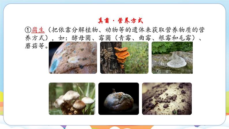 2.5.1 真菌、细菌和病毒（苏教版）第8页