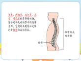 【新教材】苏教版生物七年级上册2.4.2脊椎动物 课件+导学案(含答案)