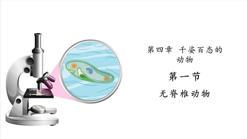 2.4.1 无脊椎动物（苏教版）第1页
