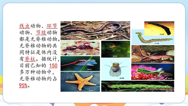 2.4.1 无脊椎动物（苏教版）第3页