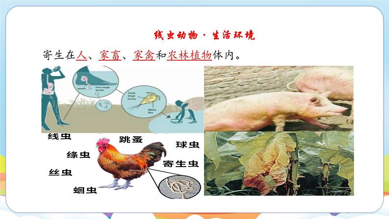 2.4.1 无脊椎动物（苏教版）第6页