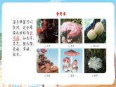 【新教材】苏教版生物七年级上册2.5.2微生物与人类的关系 课件+导学案（含答案）