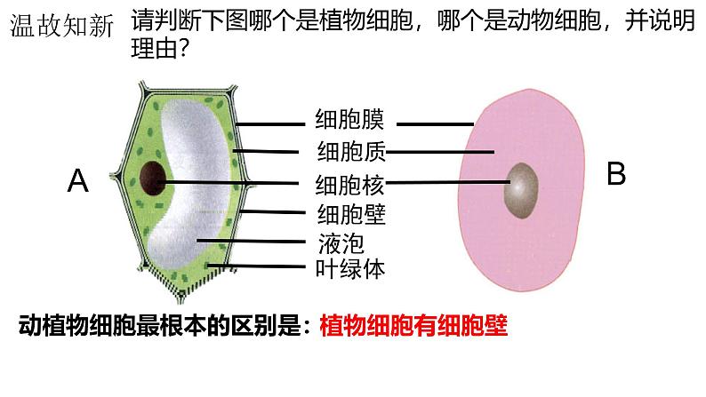 人教版生物七年级上册2.1.4《细胞的生活》教学课件01