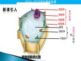 人教版（2024）生物七年级上册1.2.3《动物细胞》课件