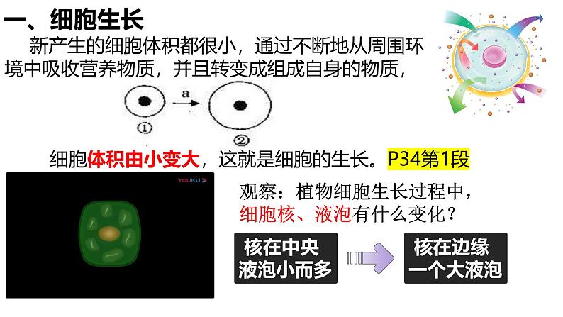 人教版生物七年级上册1.3.1《细胞通过分裂产生新细胞》教学课件第3页